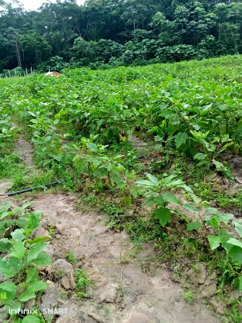 Travaux d'irrigation